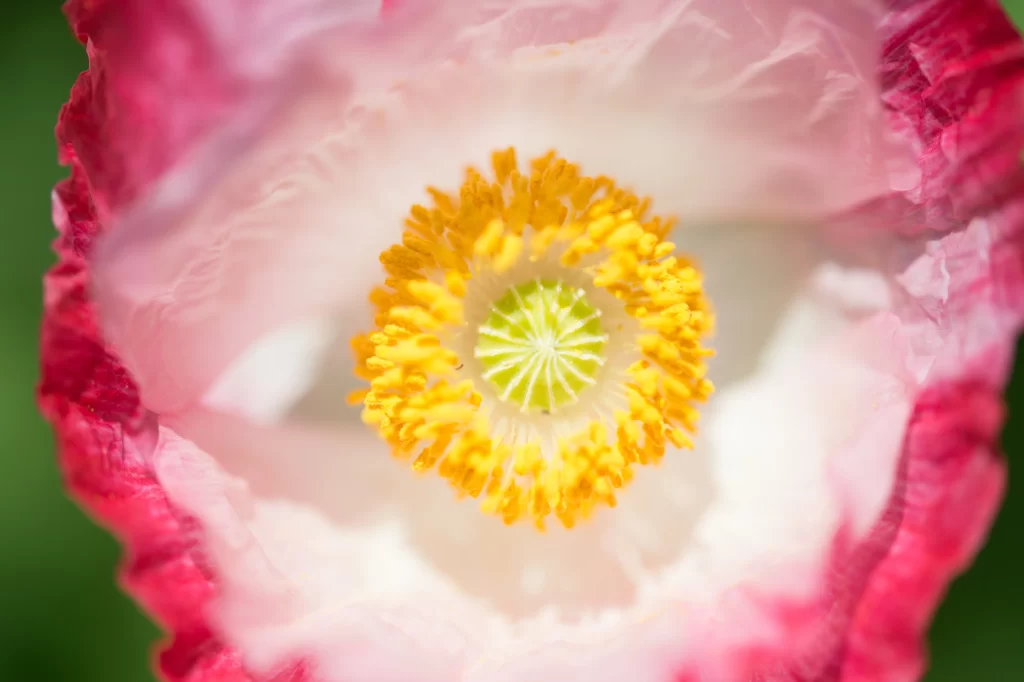 Corn Poppy Pink White Yellow Center Petals