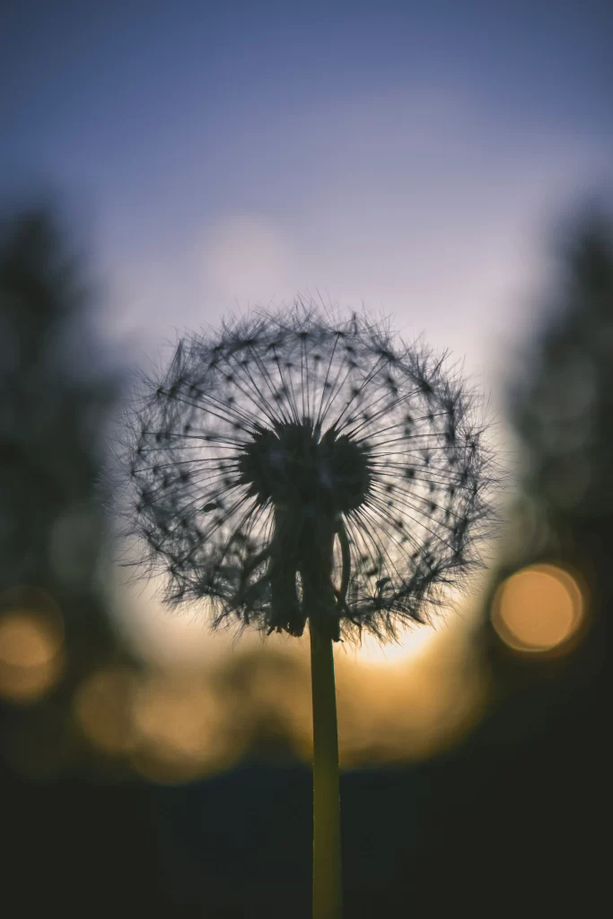 Dandelion Silhouette White Delicate Feathery Evening