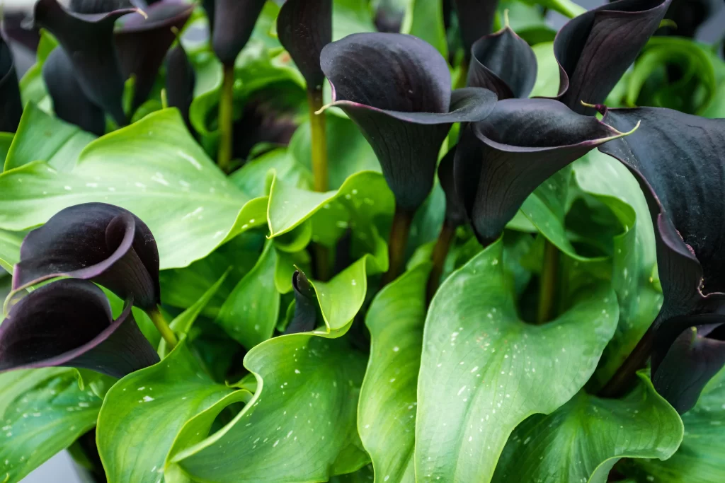 Dark Purple Calla Lily Blooms Green Leaves