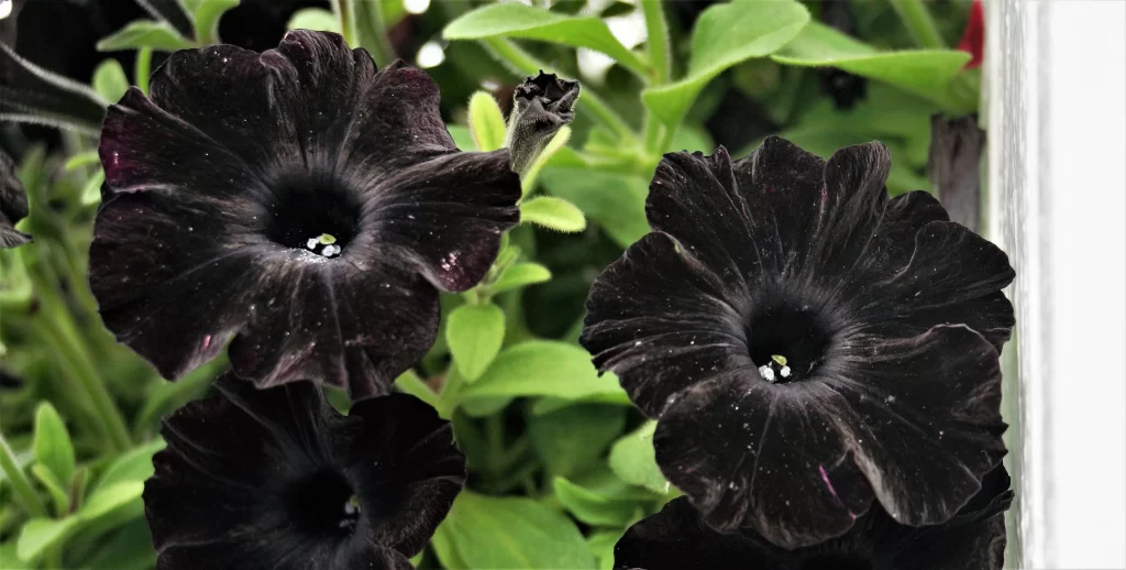 Dark Purple Morning Glory Petals Green Leaves