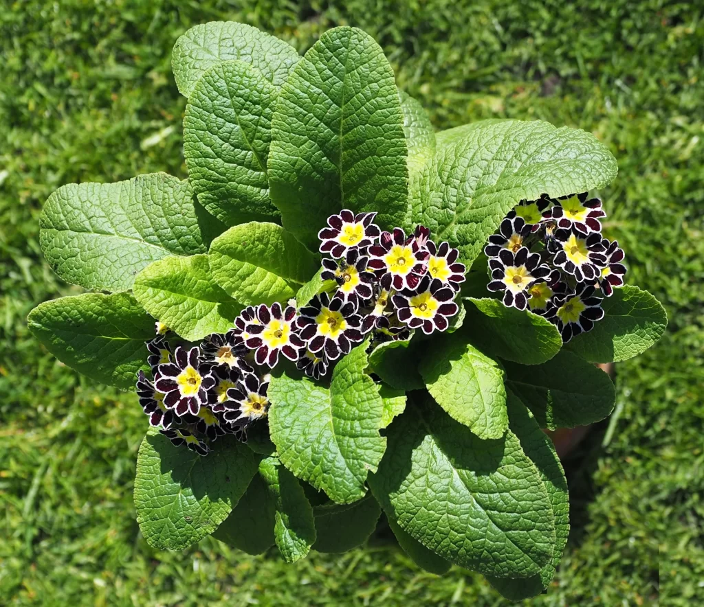 Dark Purple Primrose Yellow Center Petals Green Leaves