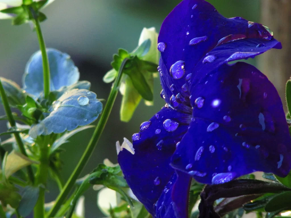 Deep Blue Morning Glory Petals Dewdrops Sunlight