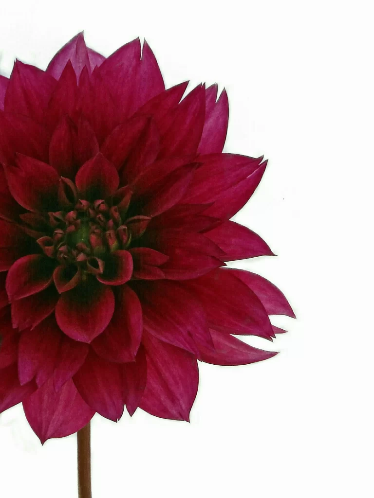 Deep Pink Dahlia Petals Layered Texture