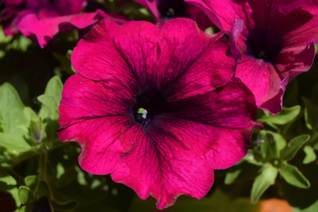 Deep Pink Morning Glory Petals Veins Center