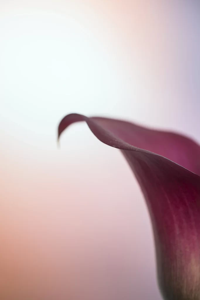 Deep Purple Calla Lily Petal Curve Soft Focus