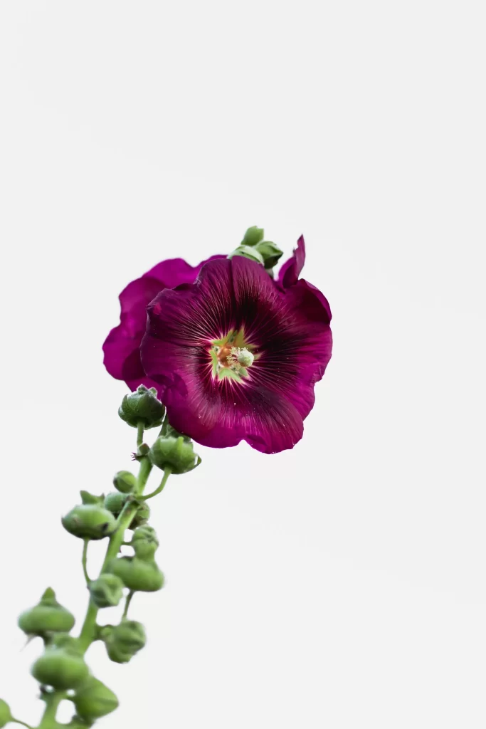 Deep Purple Hollyhock Petals Stamen Green Buds