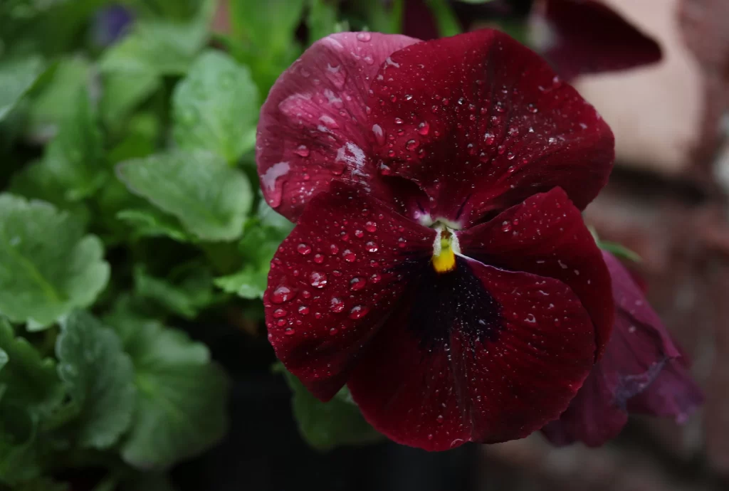 Deep Red Pansy Petals Dewdrops Dark Center
