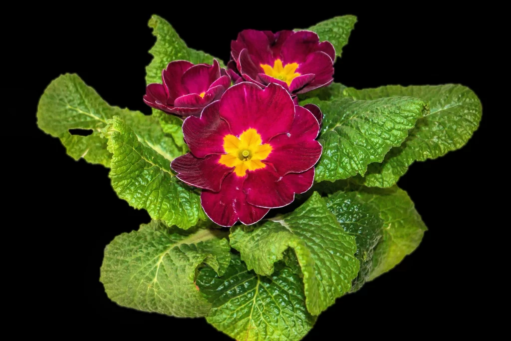 Deep Red Primrose Yellow Center Petals Green Leaves
