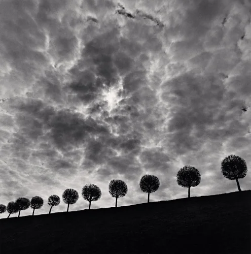 Dramatic High Contrast Nature Textured Moody Atmospheric