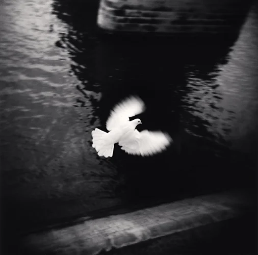 Dramatic High Contrast Nature Flying Bird