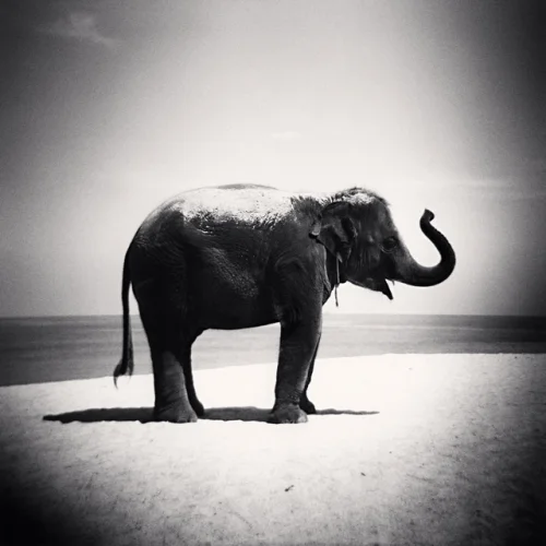 Elephant Beach Minimalist High Contrast Moody Nature