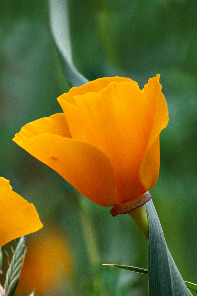 Flower Yellow Green Nature