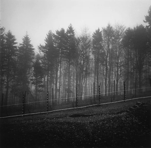 Foggy Forest Barbed Wire Fence Dramatic Mysterious Nature