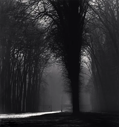 Foggy Forest Dramatic High Contrast Mysterious Atmospheric Nature