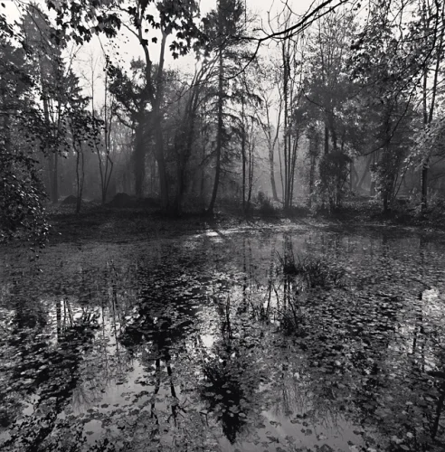 Foggy Forest Dramatic Textured High Contrast Mysterious Atmospheric Nature