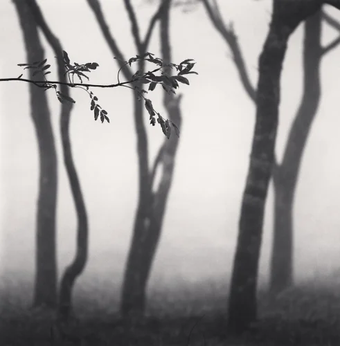 Foggy Forest Dramatic Textured High Contrast Mysterious Atmospheric Nature