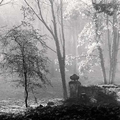 Foggy Forest Dramatic Textured High Contrast Mysterious Atmospheric Nature