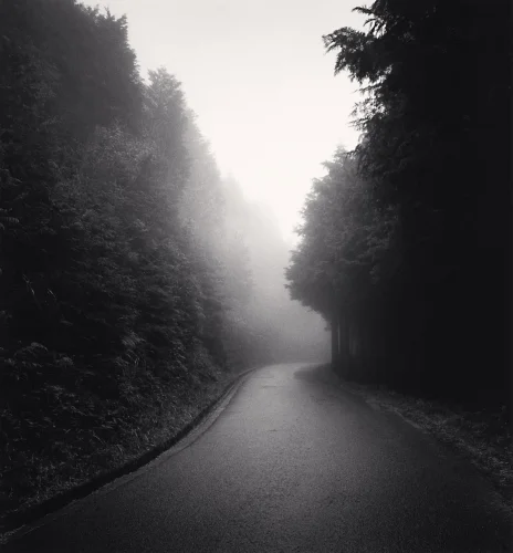 Foggy Forest Path Dramatic Atmospheric Mysterious
