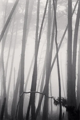 Foggy Forest Tall Trees Dramatic Atmospheric Mysterious