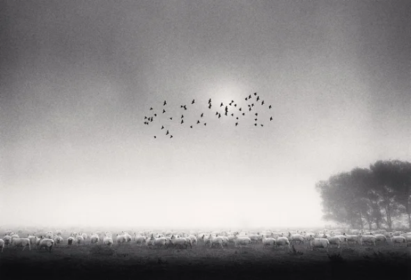 Foggy Landscape Herd Sheep Birds Dramatic Atmospheric