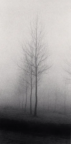 Foggy Nature Dramatic Atmospheric Minimalist High Contrast