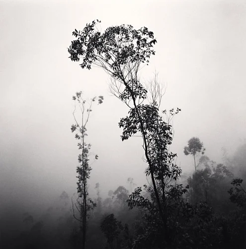 Foggy Nature Dramatic Atmospheric High Contrast