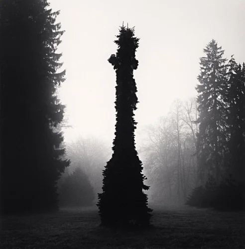 Foggy Nature Dramatic High Contrast Mysterious Atmospheric