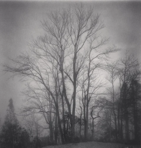 Foggy Nature Dramatic High Contrast Mysterious Atmospheric