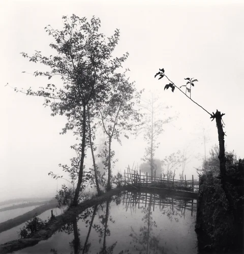 Foggy Nature Dramatic High Contrast Mysterious Atmospheric
