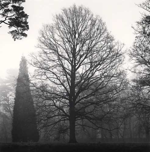 Foggy Nature Dramatic High Contrast Mysterious Atmospheric