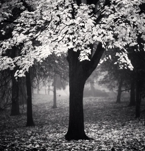 Foggy Nature Dramatic Textured High Contrast Mysterious Atmospheric