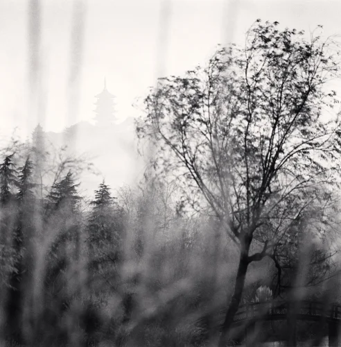 Foggy Nature Dramatic Textured High Contrast Mysterious