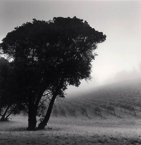 Foggy Nature Dramatic Textured High Contrast Moody