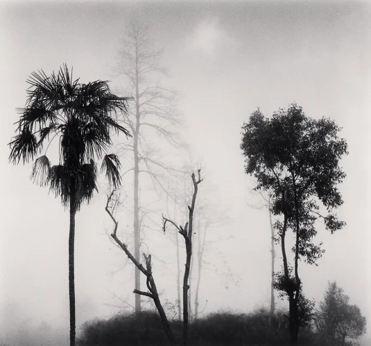 Foggy Nature Dramatic Textured High Contrast Mysterious Atmospheric