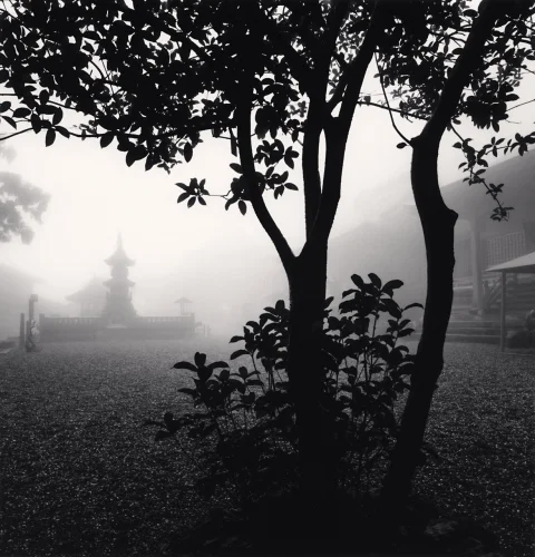 Foggy Nature Dramatic Textured High Contrast Mysterious