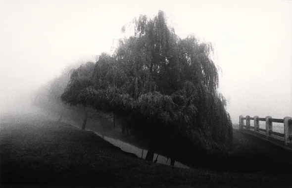 Foggy Nature Dramatic Textured High Contrast Mysterious Atmospheric