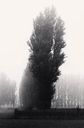 Foggy Nature Dramatic Textured High Contrast Mysterious