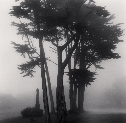Foggy Nature Dramatic Textured High Contrast Mysterious