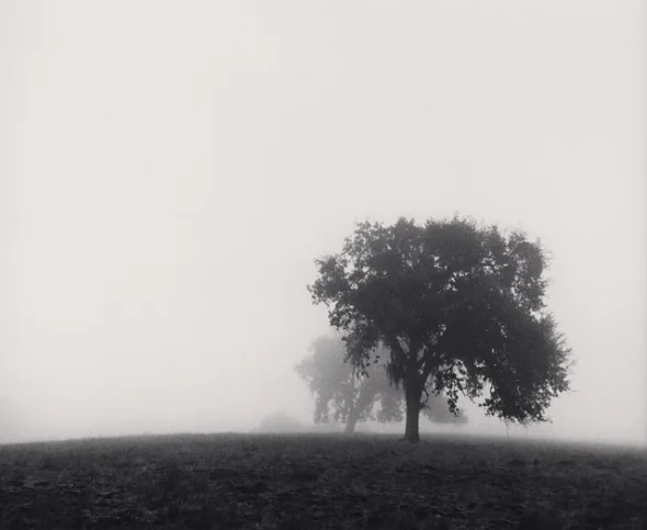 Foggy Nature Tree Silhouette Dramatic Mysterious Atmospheric