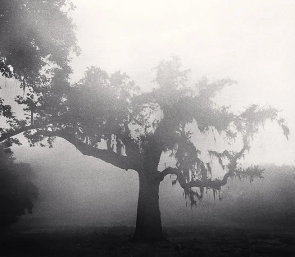 Foggy Nature Tree Silhouette Mysterious Atmospheric