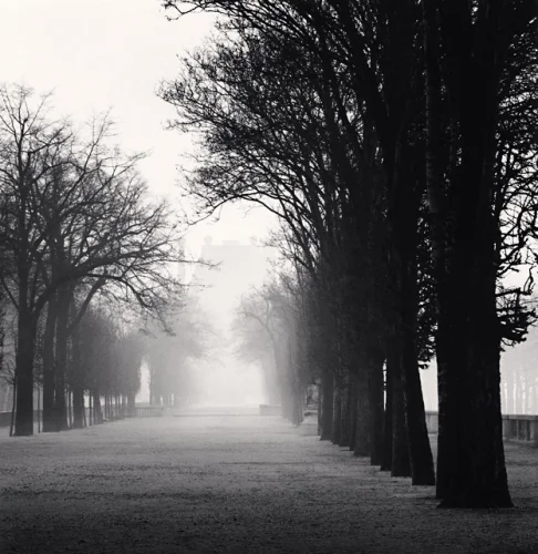 Foggy Path Trees Silhouetted Dramatic Atmospheric Mysterious Nature