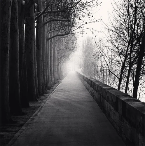 Foggy Pathway Trees Dramatic Atmospheric Mysterious Nature