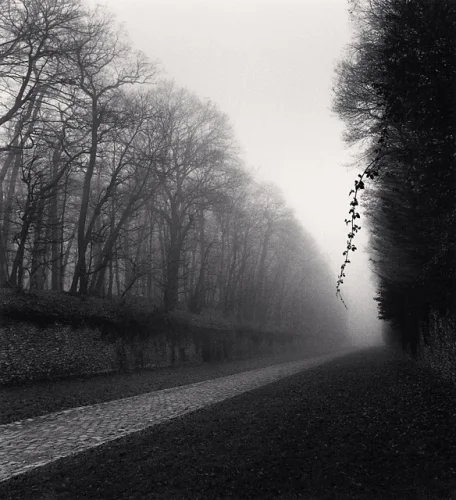 Foggy Pathway Trees Dramatic Atmospheric Mysterious Nature