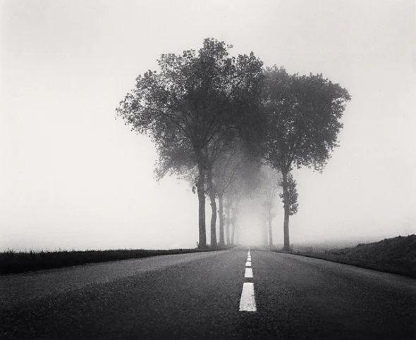 Foggy Road Trees Dramatic Atmospheric Nature