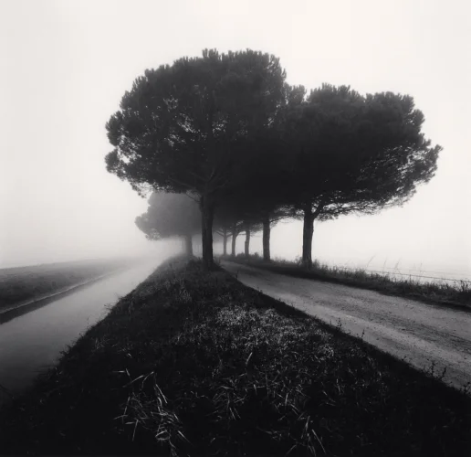 Foggy Road Trees Dramatic Atmospheric Nature