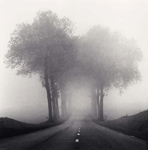 Foggy Road Trees Dramatic Atmospheric Mysterious Nature