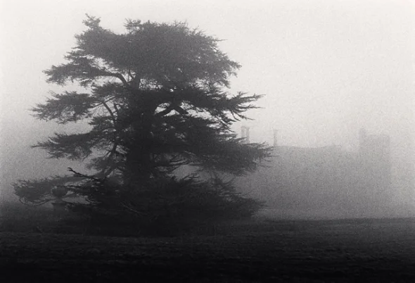 Foggy Tree Nature Dramatic Atmospheric Mysterious
