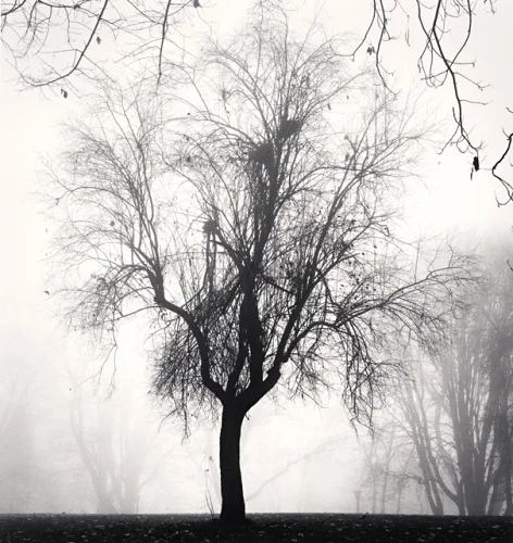 Foggy Tree Silhouette Dramatic Atmospheric Nature