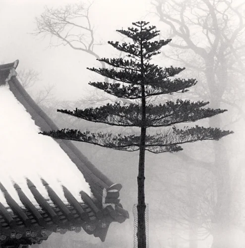 Foggy Tree Traditional Architecture Minimalist High Contrast Mysterious Nature