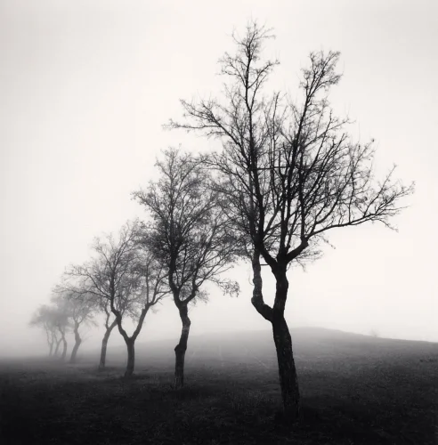 Foggy Trees Dramatic Atmospheric Nature